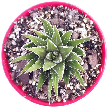 Haworthia Attenuata