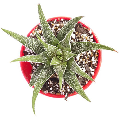 Haworthia Cassytha