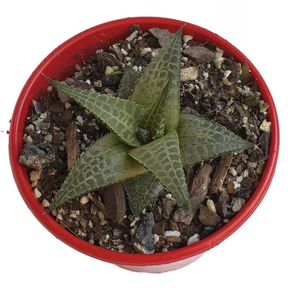 Haworthia Tessellata Mystery