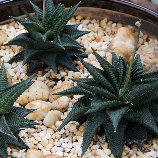 Haworthia Limifolia