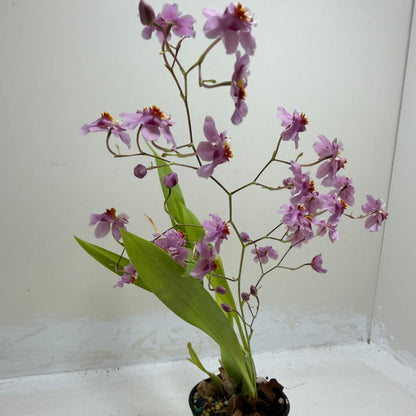 Healthy Oncidium orchid growing in a nursery pot