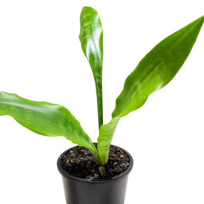 Live Snake Plant perfect for indoor pots and modern home décor.