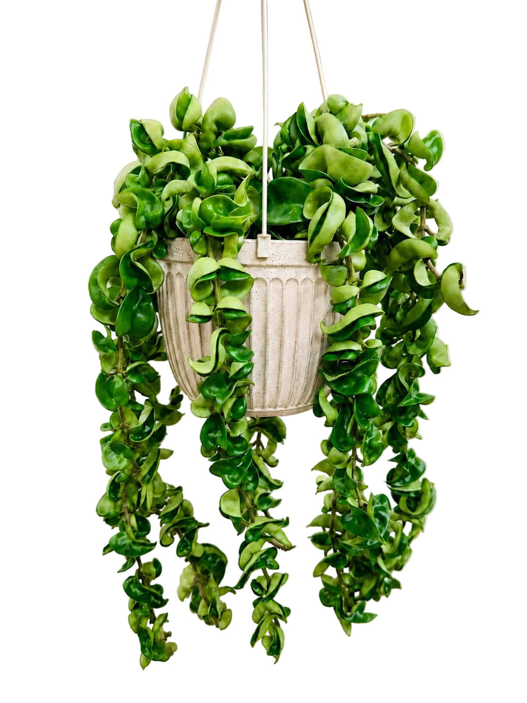 A green trailing houseplant with curled, leafy vines hanging from a white textured basket-style pot against a soft beige background with subtle shadow patterns.