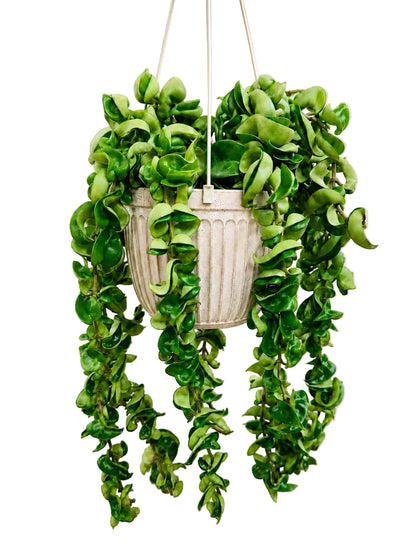 A green trailing houseplant with curled, leafy vines hanging from a white textured basket-style pot against a soft beige background with subtle shadow patterns.