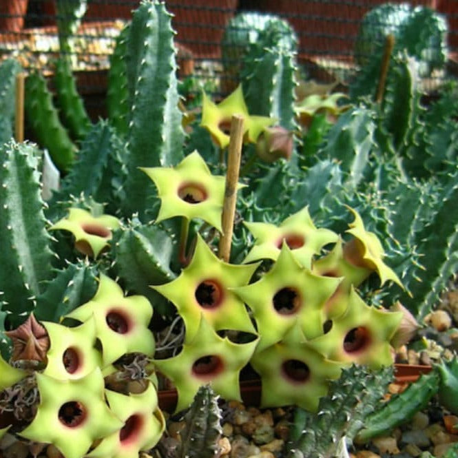 Huernia