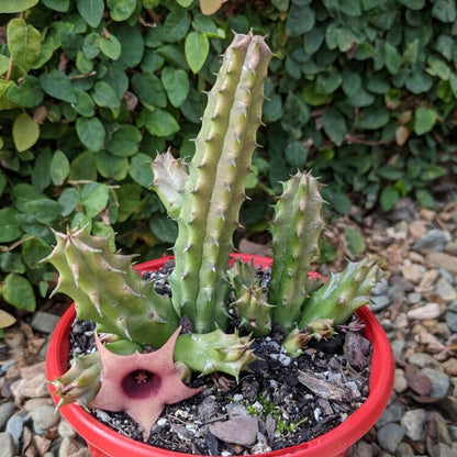 Huernia