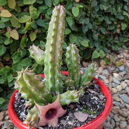 Huernia