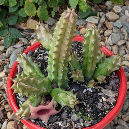 Huernia