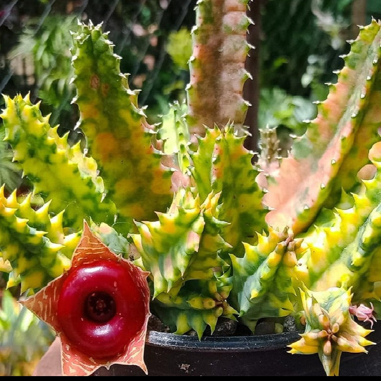 A Huernia zebrina variegata succulent with green and creamy yellow or white striped stems, and a distinctive red and yellow striped flower resembling a donut.