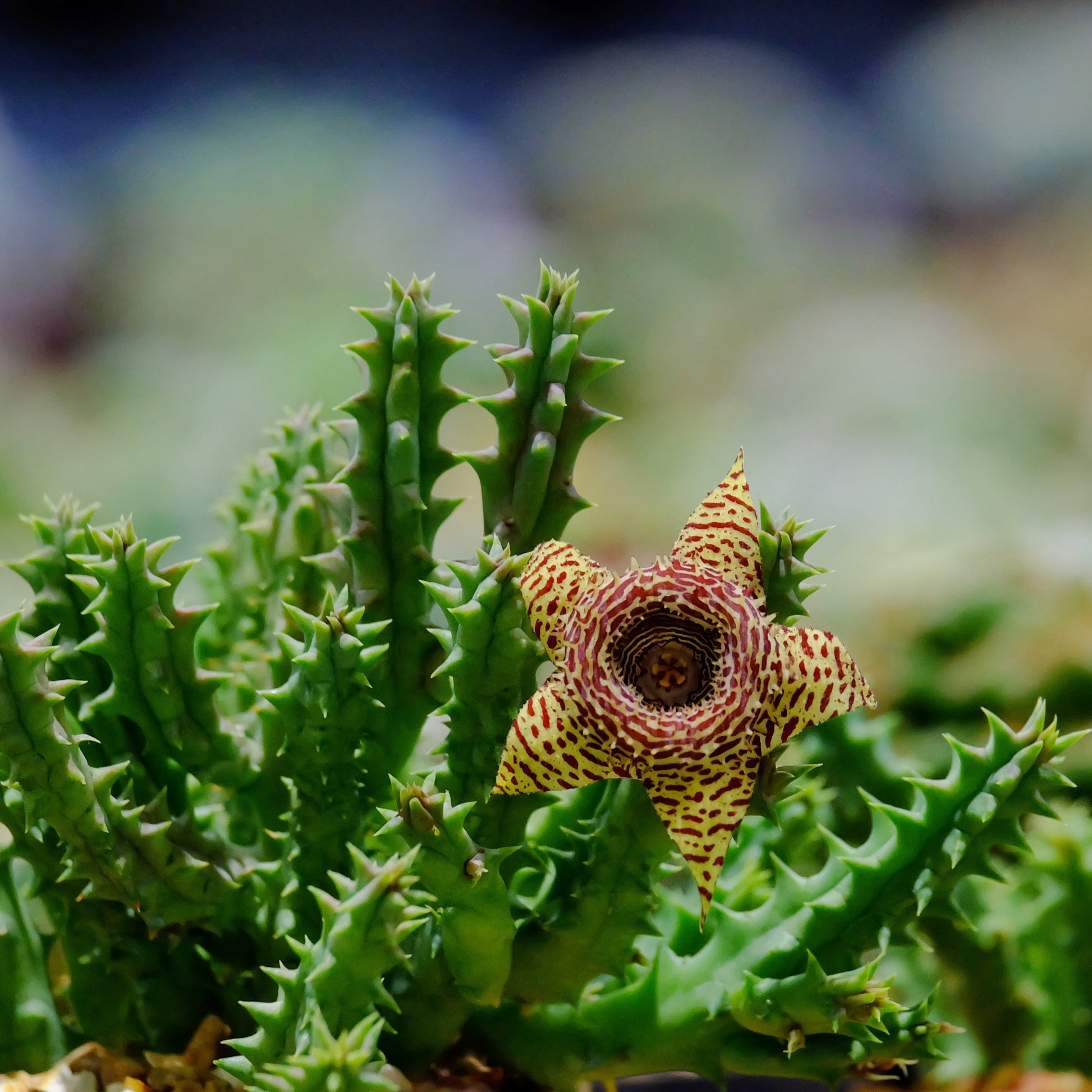 succulent with star shaped flower Huernia – Succulents World
