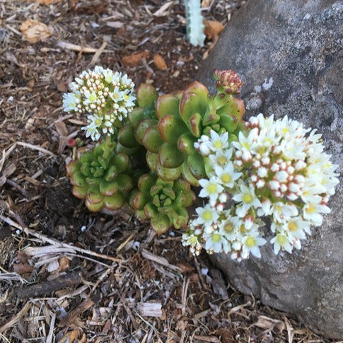 Sedum Lucidium Giant Jelly Bean