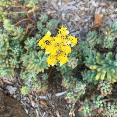 Sedum Pachyphyllum Silver Jelly Bean