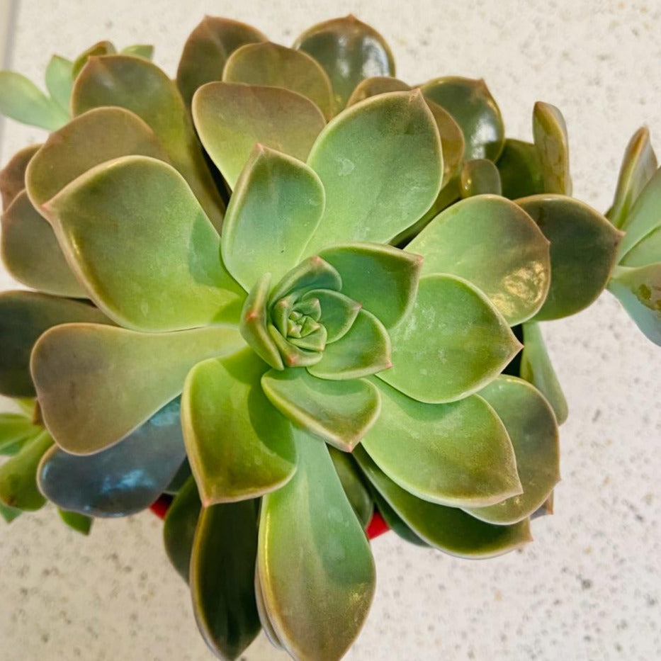 Graptopetalum Rusbyi