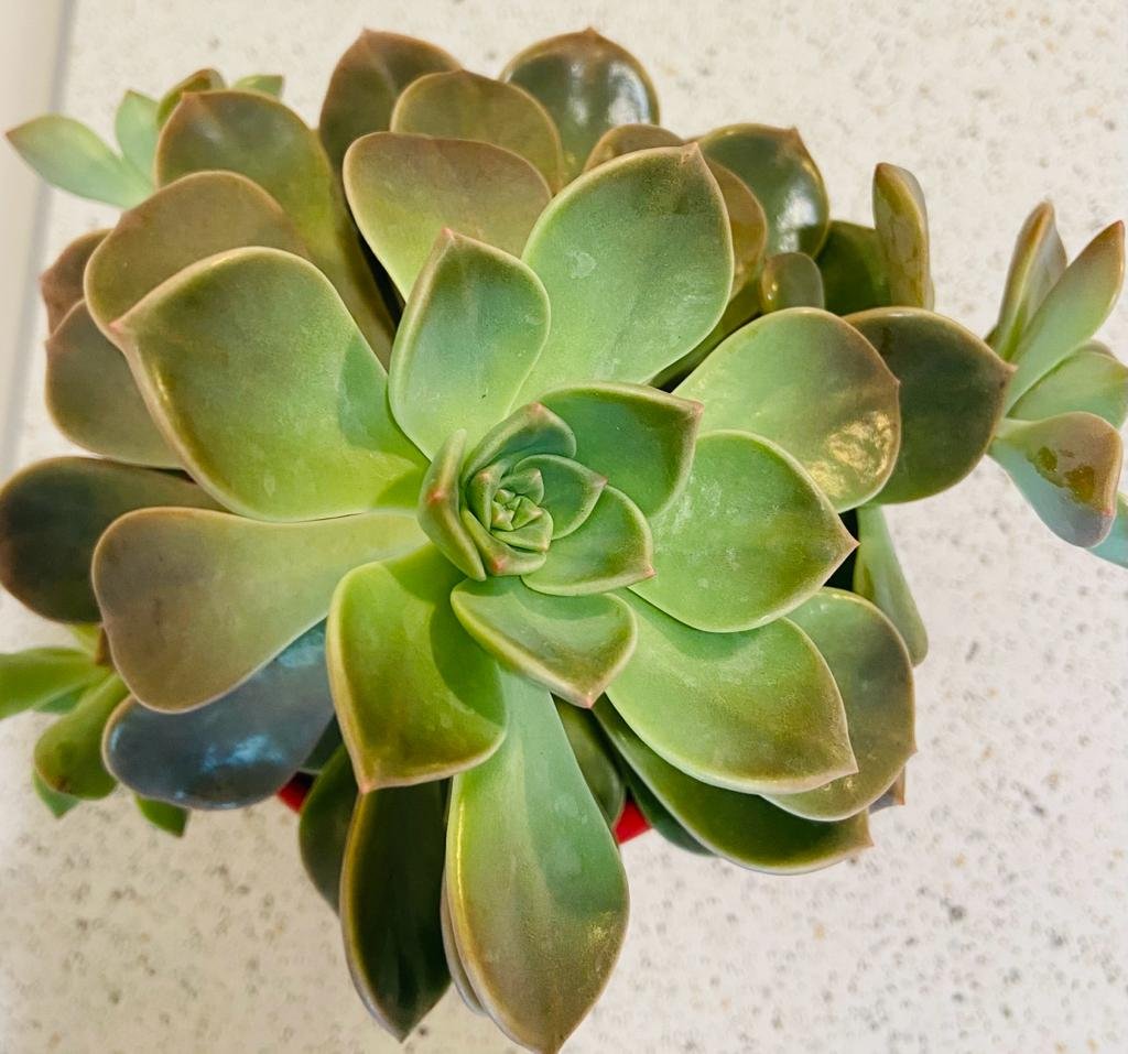 Graptopetalum Rusbyi (Ghost Plant" or "Mother of Pearl Plant)  130mm