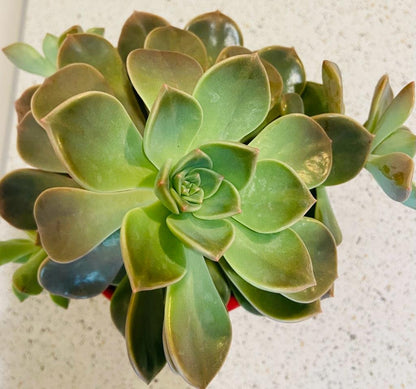 Graptopetalum Rusbyi (Ghost Plant" or "Mother of Pearl Plant)  130mm