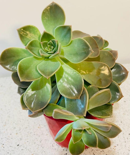 Graptopetalum Rusbyi (Ghost Plant" or "Mother of Pearl Plant)  130mm