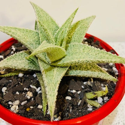 Aloe Hybrid Paul Hutchinson