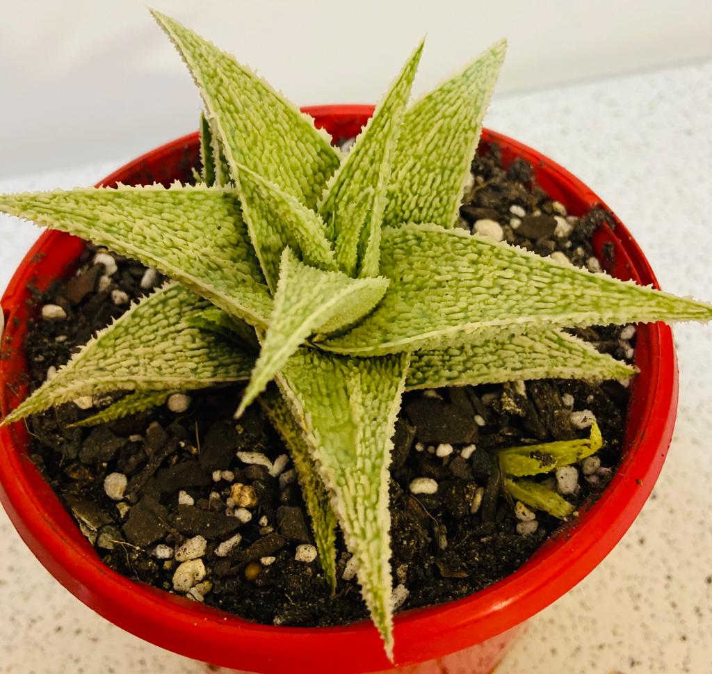 Aloe Hybrid Paul Hutchinson