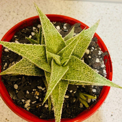 Aloe Hybrid Paul Hutchinson