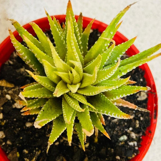 Haworthia Attenuata Variegated