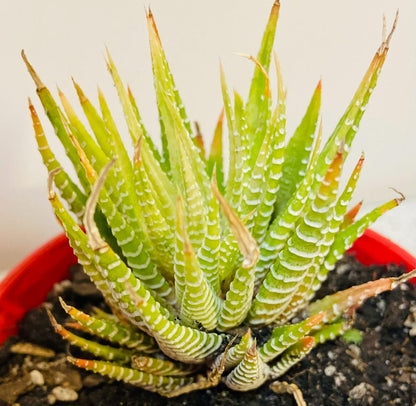 Haworthia Attenuata Variegated