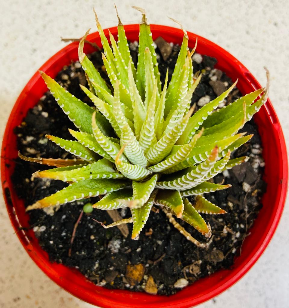 Haworthia Attenuata Variegated