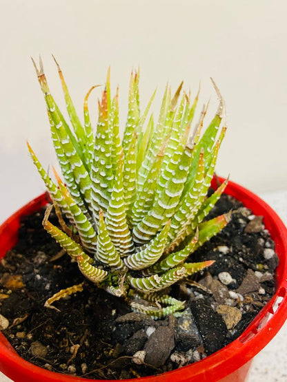 Haworthia Attenuata Variegated