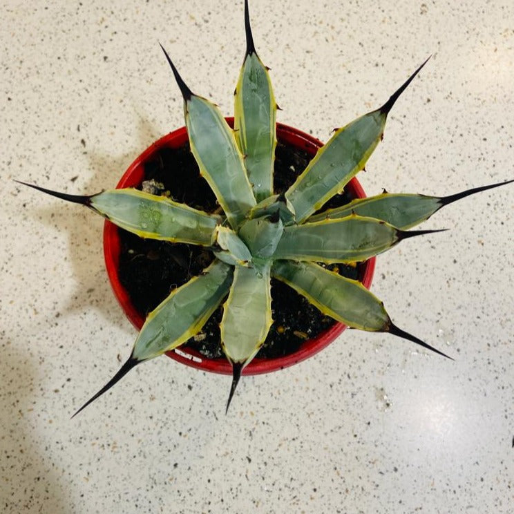 Agave Macrocantha Blue Ribbon