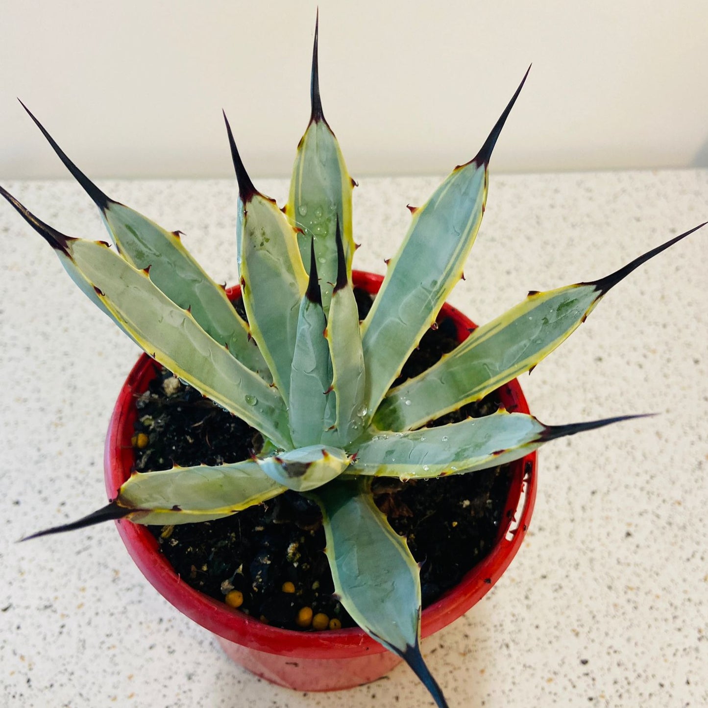 Agave Macrocantha Blue Ribbon