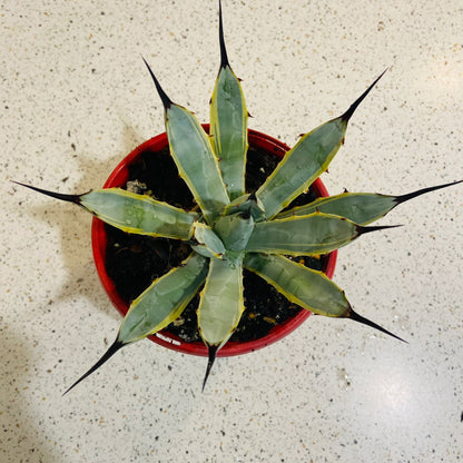 Agave Macrocantha Blue Ribbon