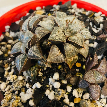 Haworthia Snow Scene