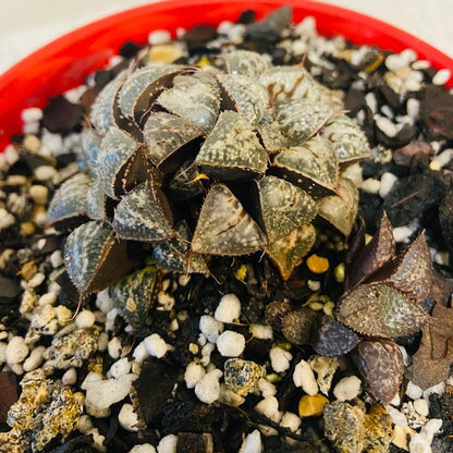 Haworthia Snow Scene