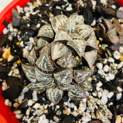 Haworthia Snow Scene