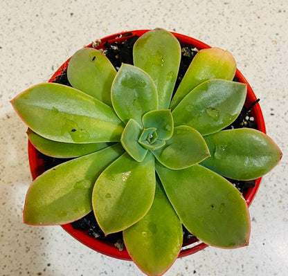 Echeveria Sunita