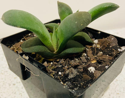 Gasteria Glomerata