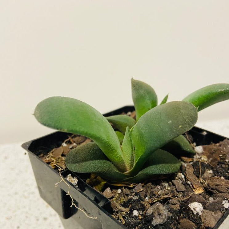 Gasteria Glomerata