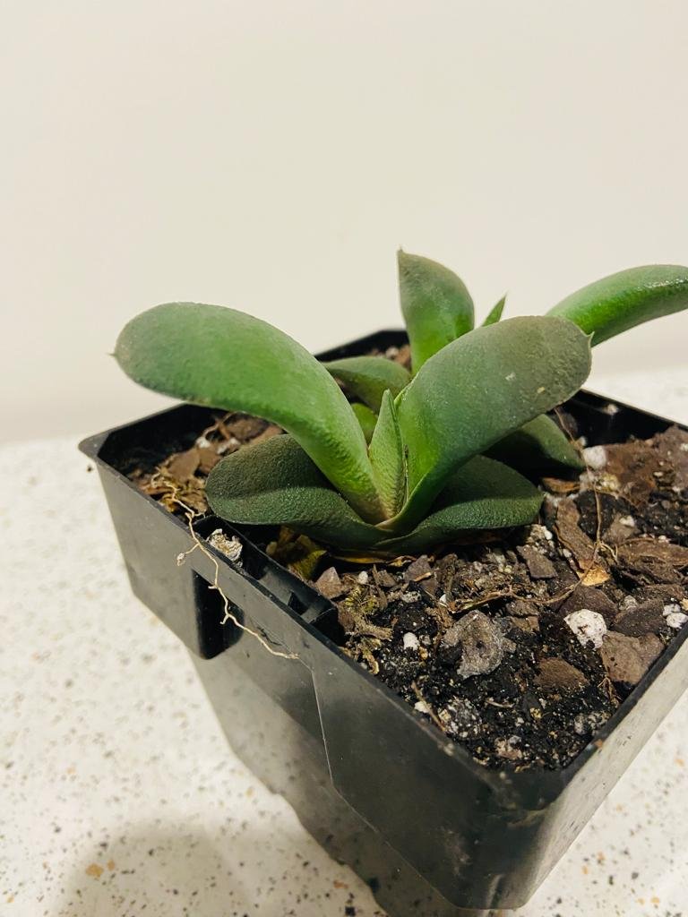 Gasteria Glomerata