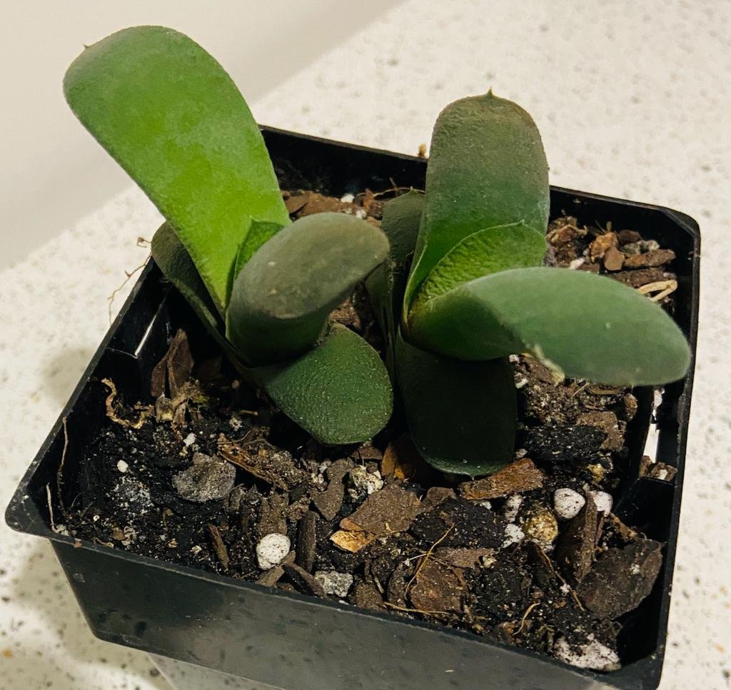 Gasteria Glomerata