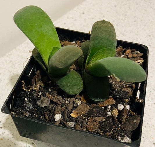 Gasteria Glomerata