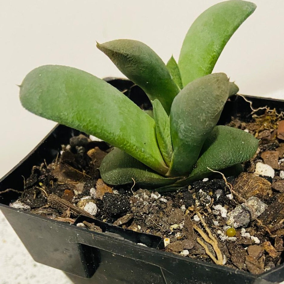 Gasteria Glomerata