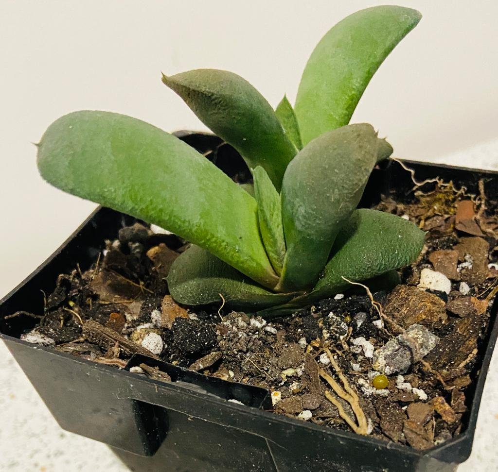 Gasteria Glomerata