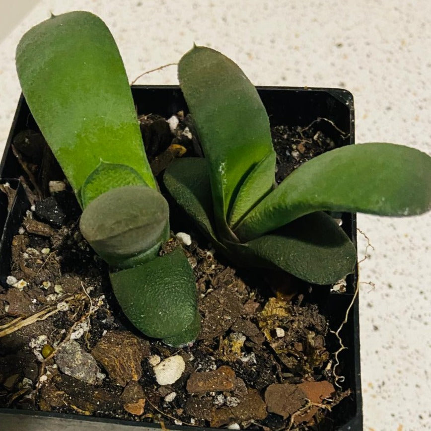 Gasteria Glomerata