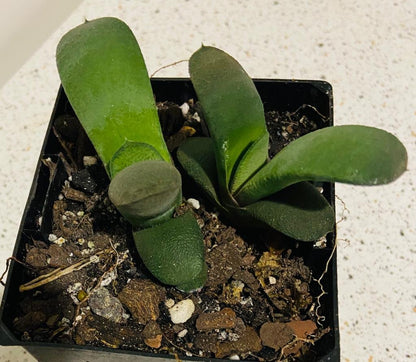 Gasteria Glomerata
