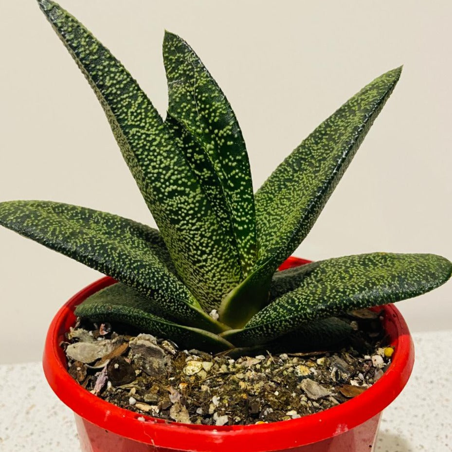 Gasteria Batesiana