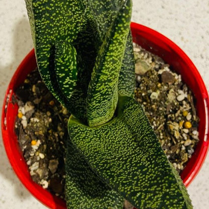 Gasteria Batesiana