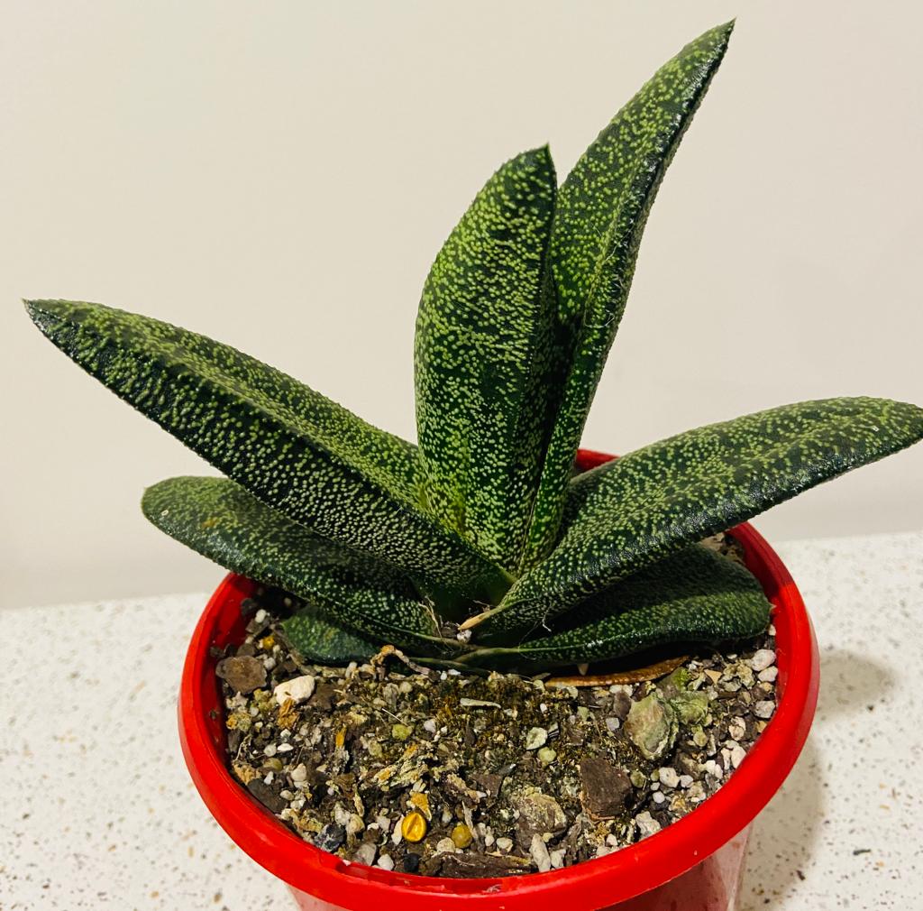 Gasteria Batesiana