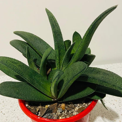 Gasteria