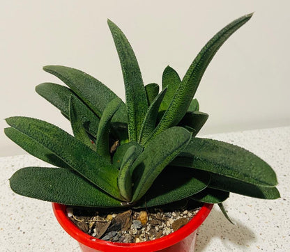 Gasteria