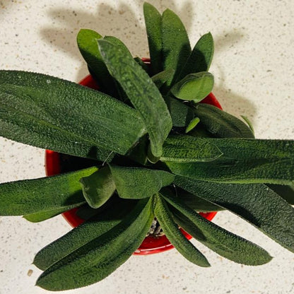 Gasteria