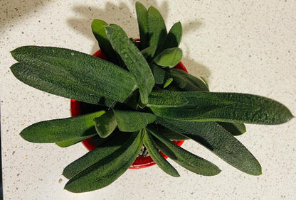 Gasteria